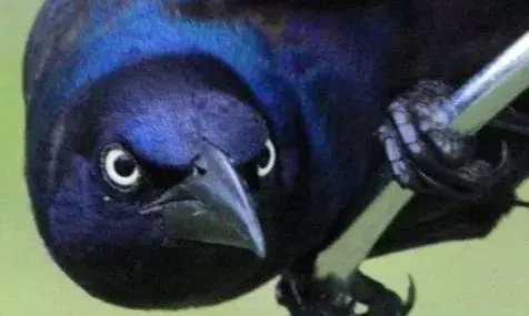 शुभकामना… श्राद्धपक्ष की