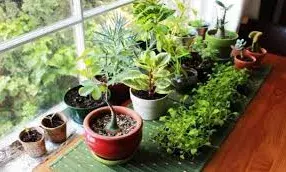 स्वास्थ्य और दीर्घायु के लिए घर पर लगाएं ये पौधा, जाने  सही दिशा और उपाय