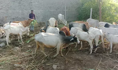 गो सेवा का जुनुन , खुद जोधपुर मजदूरी कर गांव में चला रहा गोशाला