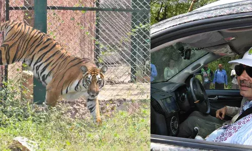 मुख्यमंत्री ने किया नाहरगढ़ में टाइगर सफारी का लोकार्पण