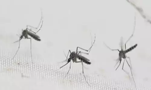 राजस्थान में इस साल डेंगू के प्रकोप से अब तक छह लोगों की मौत