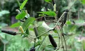 पिप्पली : मसाला भी, औषधि भी, जानिए किन बीमारियों में है रामबाण, आखिर क्यों पश्चिमी देशों ने इसे भुला दिया