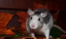 घर में बार-बार आ रहा है चूहा, जानिए यह शुभ या अशुभ घर में बार-बार आ रहा है चूहा, जानिए यह शुभ या अशुभ