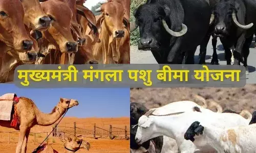 गाय-भैंस के साथ अब ऊंटनी और भेड़-बकरी का भी होगा बीमा