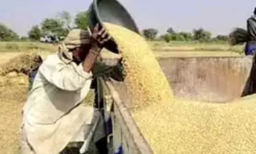 भीलवाड़ा न्यूज गेहूं के समर्थन मूल्य मे 150 रुपये की बढ़ोतरी, 11 केंद्रों पर होगी खरीद