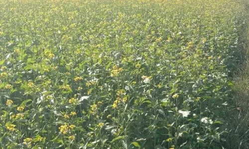 गेणोली में धरा ने ओढ़ी पीली चुनरिया