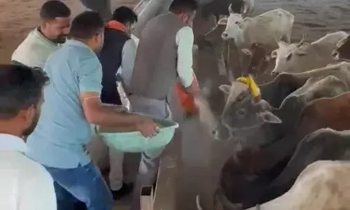 गौ भक्त ने गो माताओं गुड़ और दलिया खिला मनाया जन्मदिवस