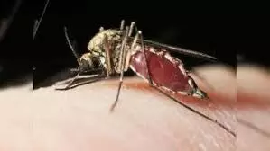 भारत में 69 फीसदी तक कम हो गए मलेरिया के मामले, यूं काबू में आई ये बीमारी भारत में 69 फीसदी तक कम हो गए मलेरिया के मामले, यूं काबू में आई ये बीमारी