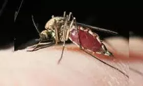 भारत में 69 फीसदी तक कम हो गए मलेरिया के मामले, यूं काबू में आई ये बीमारी भारत में 69 फीसदी तक कम हो गए मलेरिया के मामले, यूं काबू में आई ये बीमारी