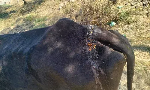 गौवंश पर धारदार हथियार से हमला : शिकायत दर्ज