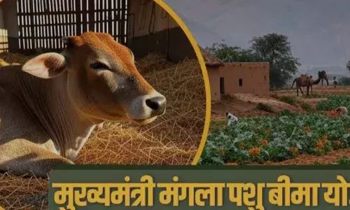 पशुपालकों को मिलेगा निःशुल्क बीमा का लाभ