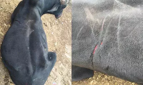 अज्ञात लोगों द्वारा पीठ पर वार करने से गौवंश घायल