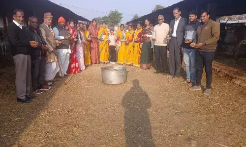 श्री कृष्ण गौशाला में गायों को लापसी खिलाकर मकर संक्रांति उत्सव मनाया