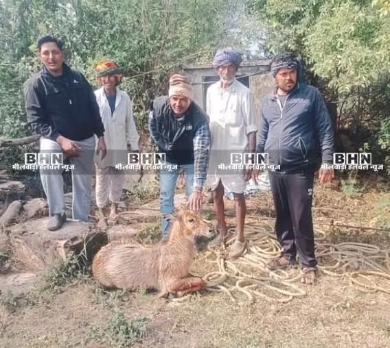 पचास फिट गहरे कुएं में गिरा नील गाय का बछड़ा, ग्रामीणों ने निकाला बाहर पचास फिट गहरे कुएं में गिरा नील गाय का बछड़ा, ग्रामीणों ने निकाला बाहर