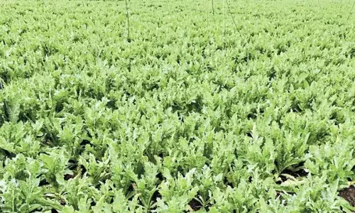 चित्तौड़गढ़ में अफीम की खेती बनी नारकोटिक्स विभाग की कमाई का जरिया चित्तौड़गढ़ में अफीम की खेती बनी नारकोटिक्स विभाग की कमाई का जरिया