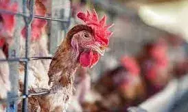 बर्ड फ्लू के वायरस में हुए 8 से ज्यादा म्यूटेशन, क्या ये बनेगा नया खतरा?