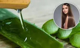 क्या सर्दी में सिर पर एलोवेरा जेल लगा सकते हैं? एक्सपर्ट से जानें