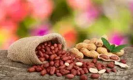 ज्यादा मूंगफली खाना सेहत के लिए हो सकता है हानिकारक, जानें कारण ज्यादा मूंगफली खाना सेहत के लिए हो सकता है हानिकारक, जानें कारण