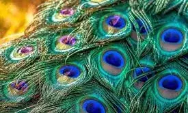 घर में यहां रखें कान्हा का मोर पंख, खिंची चली आएगी मां लक्ष्मी