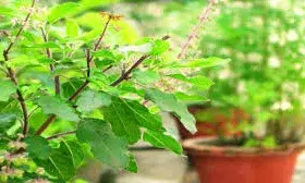 इन 5 स्वास्थ्य समस्याओं के लिए रामबाण है तुलसी का अर्क, जानें फायदे