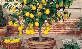 नींबू का पौधा घर के बाहर लगाने से पहले हो जाइए सावधान, जानिए इसके शुभ और अशुभ संकेत नींबू का पौधा घर के बाहर लगाने से पहले हो जाइए सावधान, जानिए इसके शुभ और अशुभ संकेत