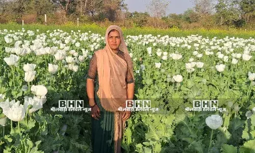 अफीम के पौधों पर आने लगे फुल, फसल की सुरक्षा को लेकर किसान चिंतित अफीम के पौधों पर आने लगे फुल, फसल की सुरक्षा को लेकर किसान चिंतित