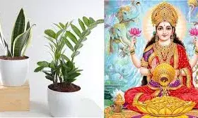 घर में लगाएं सिर्फ ये दो पौधे, घर से दूर हो जाएंगी सारी परेशानी, मां लक्ष्मी की बनी रहेगी कृपा