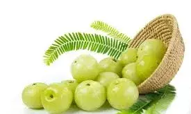 दिमाग को तेज और बुढ़ापा को बैन कर देगा आंवला, आज से खाना शुरू करें दिमाग को तेज और बुढ़ापा को बैन कर देगा आंवला, आज से खाना शुरू करें