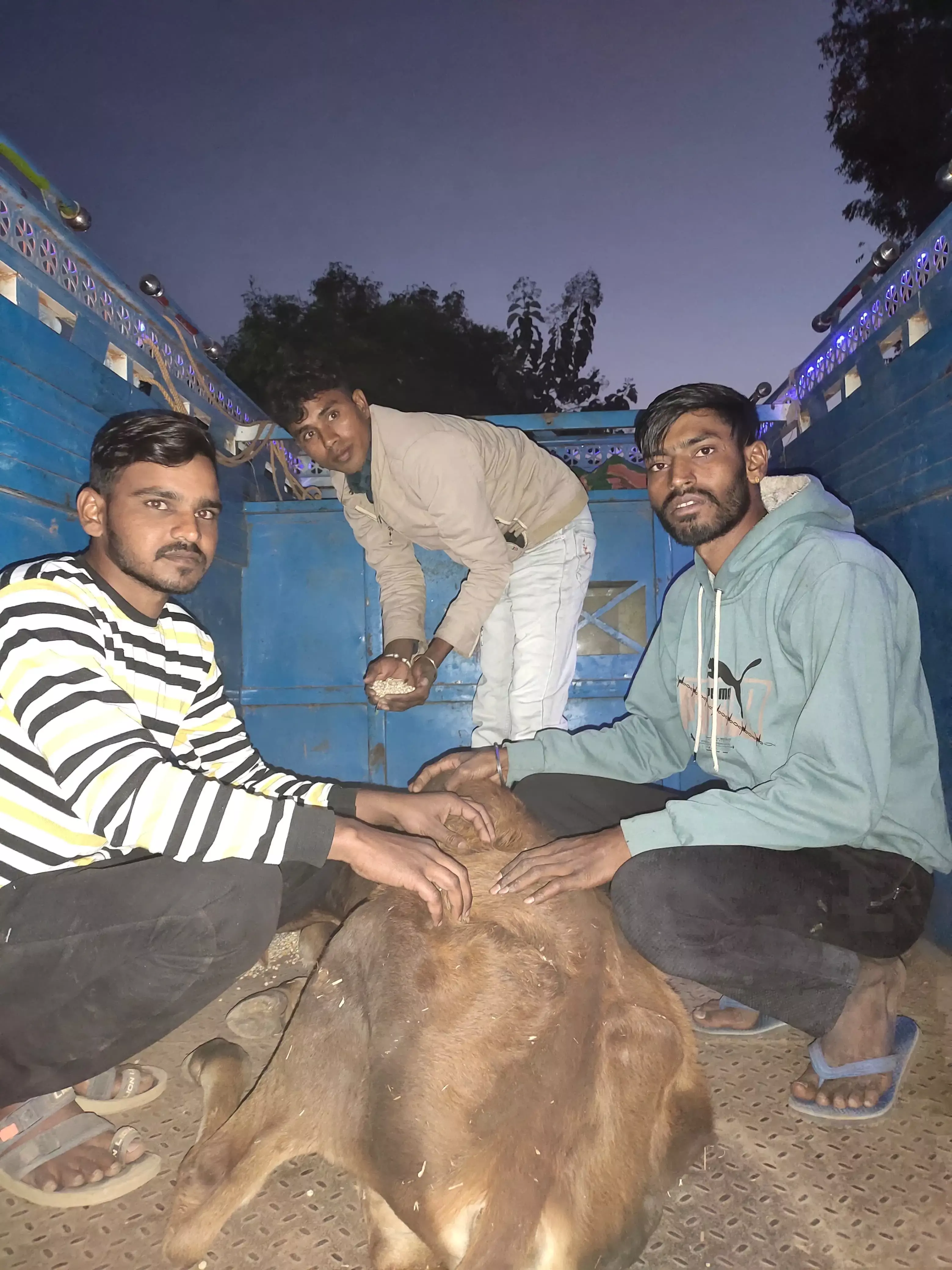 घायल गोवंश को उपचार के लिए गोशाला पहुंचाया