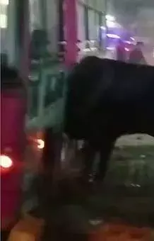 सिटी बस में घुसा सांड, ड्राइवर-कंडक्टर बस छोड़कर भागे...चारों तरफ मची अफरातफरी
