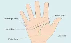 धनवान व्यक्ति के हाथों में होती हैं ये दो रेखाएं, कम समय में मिल जाती है सफलता