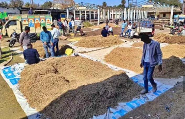 नीमच में बिकते हे छिलके , फूल पत्ती और कांटे नीमच में बिकते हे छिलके , फूल पत्ती और कांटे