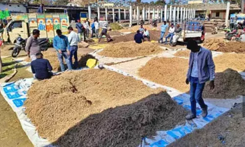 नीमच में बिकते हे छिलके , फूल पत्ती और कांटे नीमच में बिकते हे छिलके , फूल पत्ती और कांटे