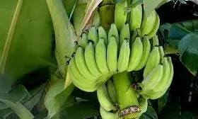 घर पर ही इस तरह बनाएं कच्चे केले के कबाब, जानें क्या है आसान रेसिपी घर पर ही इस तरह बनाएं कच्चे केले के कबाब, जानें क्या है आसान रेसिपी