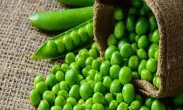 मटर को लंबे समय तक रखना चाहते हैं फ्रेश? जानें क्या है इन्हें स्टोर करने का सही तरीका