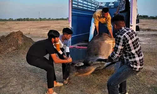 लावारिस गौवंश की सेवा का उठाया बीड़ा, बने मिसाल