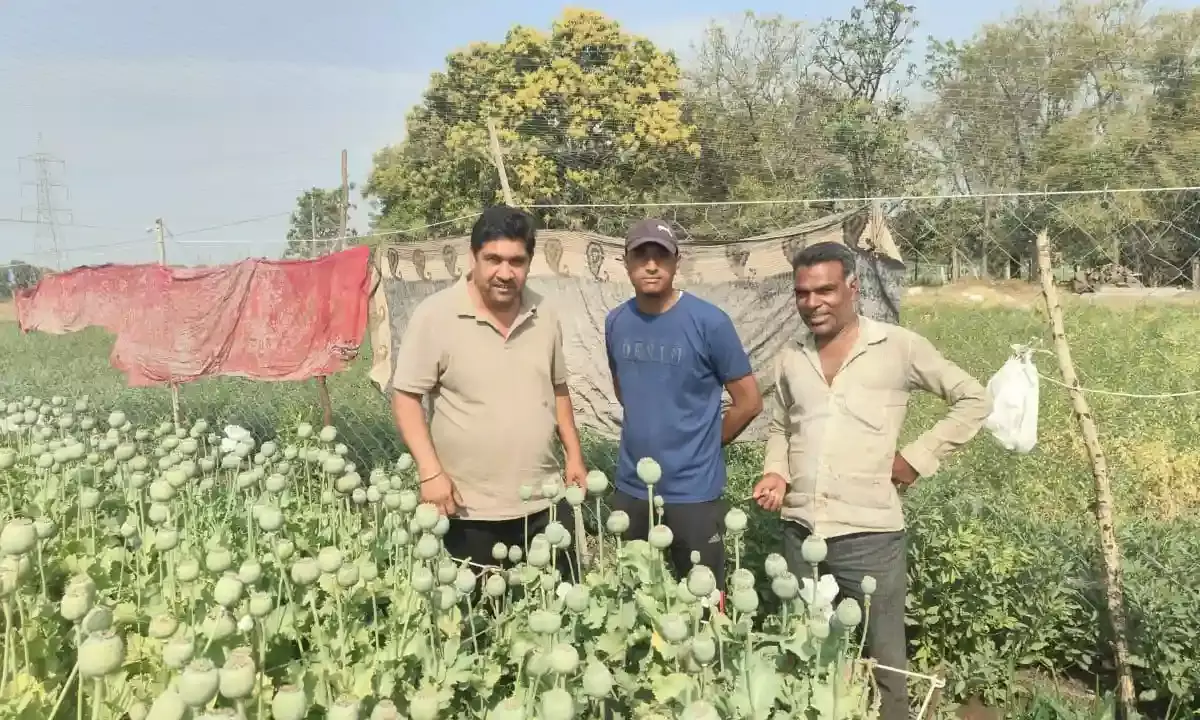 उप प्रधान आंजना ने अफीम की फसल के चीरा लगाकर  किया शुभारंभ