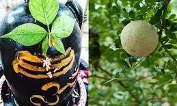 भगवान शिव का प्रिय है बेल, इससे सेहत को मिलते हैं ये फायदे