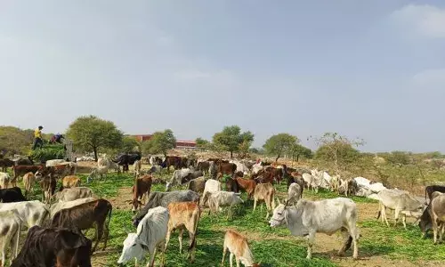 बजट में बढ़ी अनुदान राशि से राजसमंद की 25 गौशालाओं के 10875 गौवंशो को मिलेगा लाभ