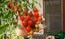 किचन गार्डन की नहीं है जगह? घर की बालकनी में उगाएं ये मिनी वेजिटेबल्स