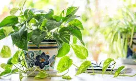 अरबपति को भी सड़क पर ला देता है ऐसा मनी प्लांट, आज ही घर से हटाएं