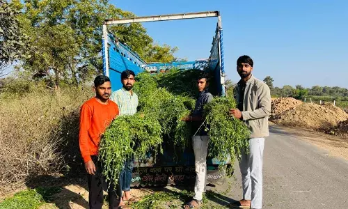 अनाथ गौवंशों को हरा चारा खिलाकर बंधन काटें