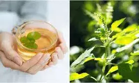 10 दिनों तक खाली पेट तुलसी का पानी पीने से क्या होगा? जानिए एक्सपर्ट से