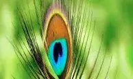 घर में होगी धन की वर्षा, बस इन जगहों पर रखें मोर पंख