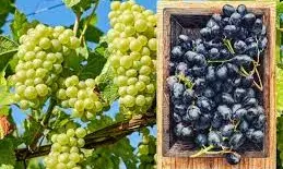 हरे या काले.. कौन से अंगूर हैं ज्यादा फायदेमंद, जाने यहां