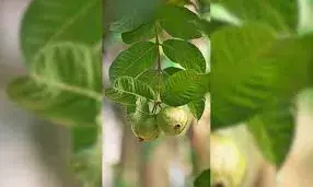 इस फल का पत्ता है चमत्कारी, करेगा आपके बालों को लम्बा, घना और काला