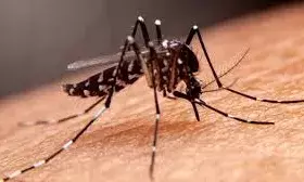 गर्मियों में बेसुरे मच्छर नहीं करेंगे रातों की नींद खराब, ये है छुटकारा पाने का आसान तरीका