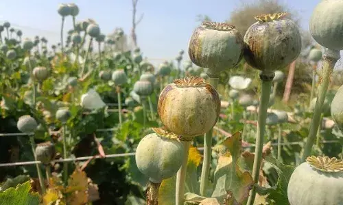 अफ़ीम की फसल पर सफेद मस्सी का प्रकोप, किसान चिंतित अफ़ीम की फसल पर सफेद मस्सी का प्रकोप, किसान चिंतित