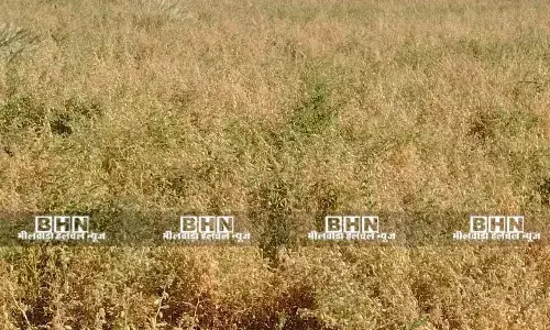 संकट में किसान:अधिकांश किसानों की चने की फसल झुलसी,खाली हो रहे खेत,पौधे सुख कर खत्म हो रही फसल