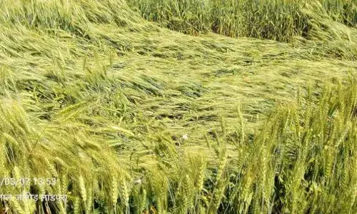 हवाओं ने फसलों को पहुंचाया नुकसान